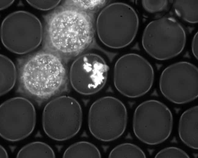 Sphere fluidics S002 (FADS) Picodroplet Single Cell Assay and Isolation System, image 2