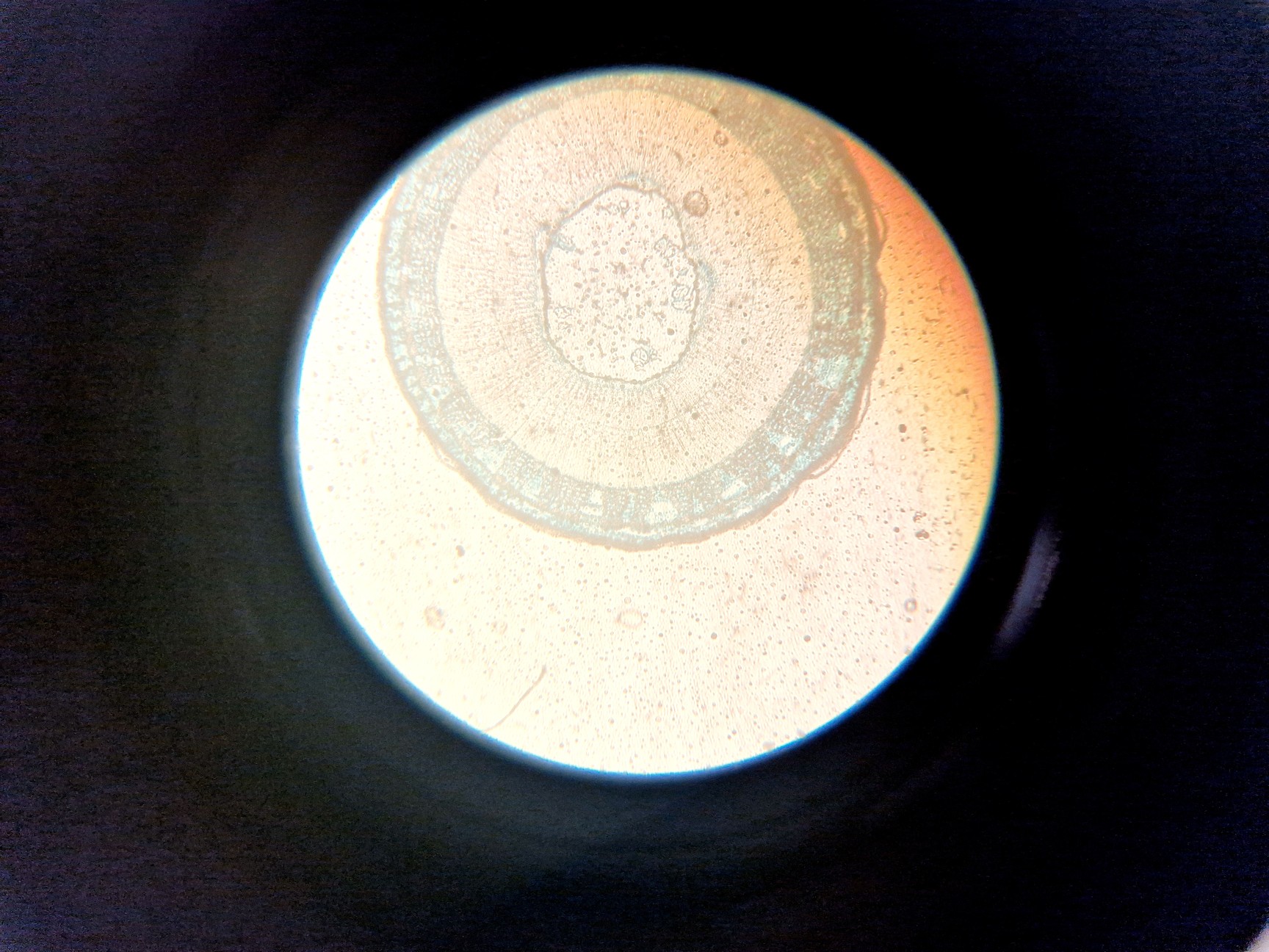 Zeiss Axiovert 25 Inverted Microscope (Phase Contrast), image 9