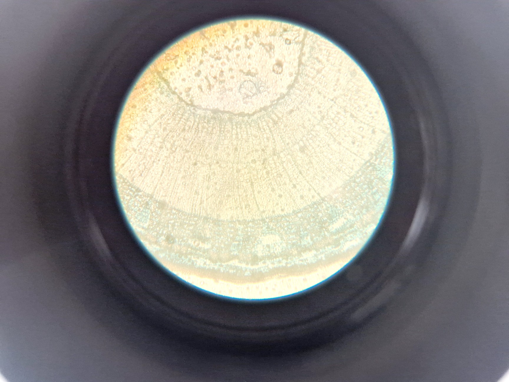 Zeiss Axiovert 25 Inverted Microscope (Phase Contrast), image 10