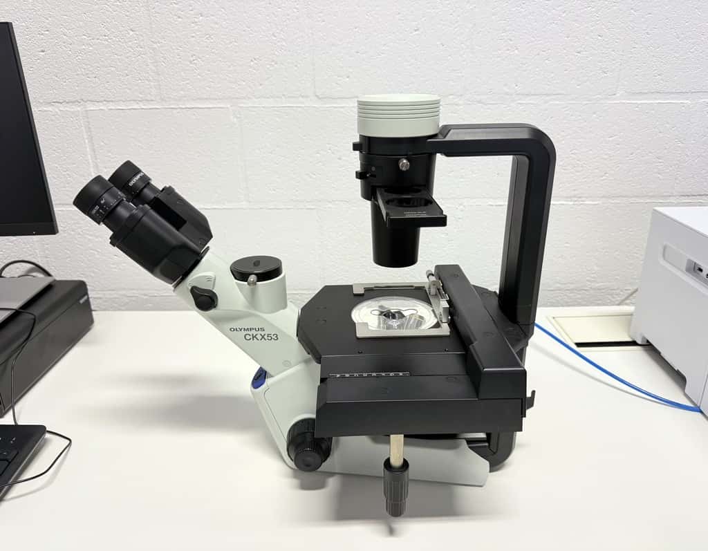 Olympus CKX53SF Inverted Microscope