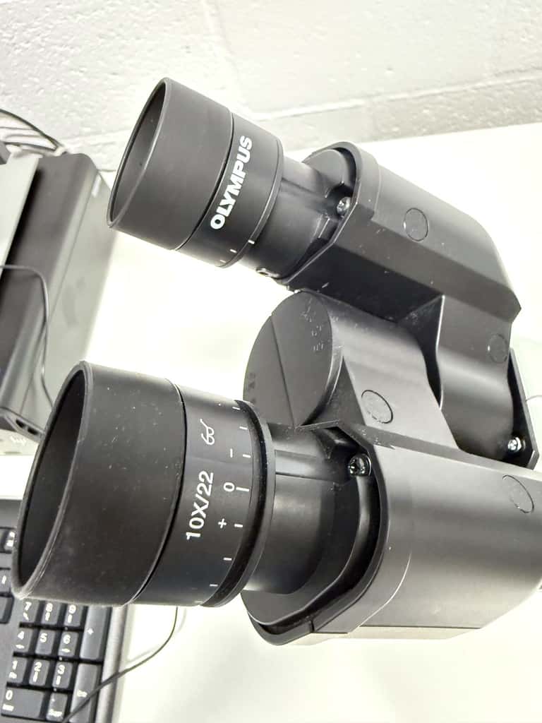 Olympus CKX53SF Inverted Microscope, image 2